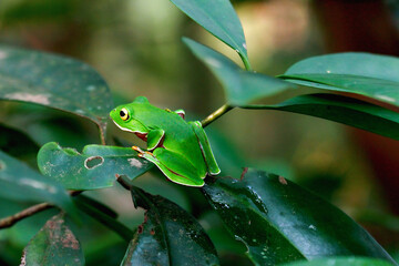 A vibrant Orange Belly Tree Frog(Zhangixalus aurantiventris) with a smooth, dark green back and orange-red belly perched on a branch. New Taipei City, Taiwan.