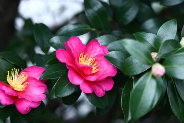 冬の寒空に咲く