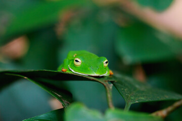 A vibrant Orange Belly Tree Frog(Zhangixalus aurantiventris) with a smooth, dark green back and orange-red belly perched on a branch. New Taipei City, Taiwan.