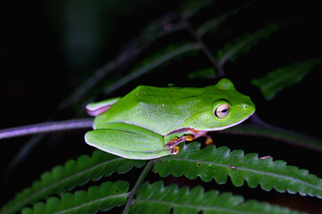 A vibrant Orange Belly Tree Frog(Zhangixalus aurantiventris) with a smooth, dark green back and orange-red belly perched on a branch. New Taipei City, Taiwan.
