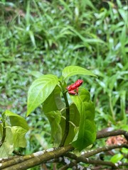 little red frog
