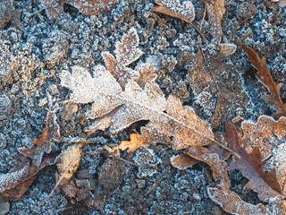 Frosty fallen leaves on a woodland floor