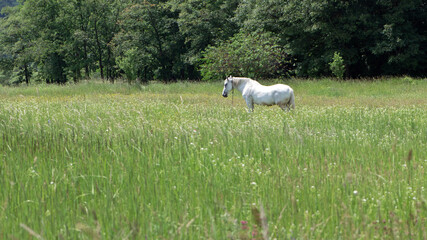 Obraz premium horse on green grass in the field. Arabian horse, white horse stands in an agriculture field with juicy grass in sunny weather. strong, hardy and fast animal. grazing in the meadow. beauty of nature