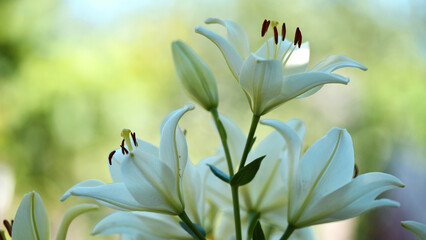 Fototapeta premium Lilium. white lily field. beautiful lily flower, close-up. delicate white lilies in the garden, in the flowerbed. floral background. blurred green natural background. summer garden