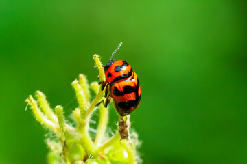 A close-up macro shot of a Three-banded Lady Beetle with orange and black markings on a plant stem. The beetle's distinctive black bands and orange body are clearly visible. New Taipei City, Taiwan.