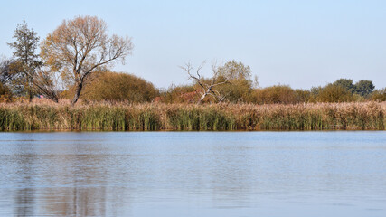 forest. winter or autumn season. lake in autumn forest. Beautiful colored trees with lake in autumn, landscape photography. Late autumn and early winter period. Outdoor and nature.