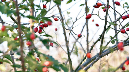 red rose hips on a branch in the forest. autumn time, rosehip bush background. wild berries. beauty in nature, berry in the forest close-up. for medicine, for tea. vitamins in nature