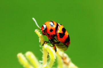 Fototapeta premium A close-up macro shot of a Three-banded Lady Beetle with orange and black markings on a plant stem. The beetle's distinctive black bands and orange body are clearly visible. New Taipei City, Taiwan.