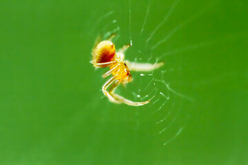 A close-up shot of a spider in its web. The spider is golden-yellow with a green background, New Taipei City, Taiwan.