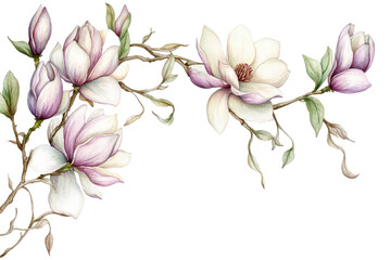 Beautiful magnolia flowers in soft pastel colors, perfect for nature-inspired designs and floral-themed projects, transparent background.