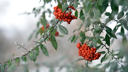 Mountain rowan ash branch berries on blurred background. Autumn harvest still life scene. Soft focus backdrop photography. Copy space. red berries of overripe rowan. close-up