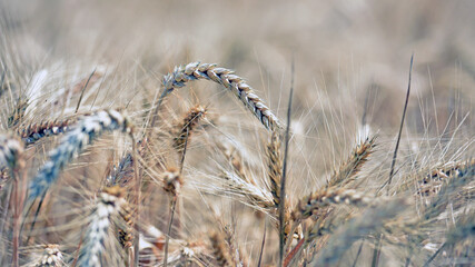 spikelets of golden wheat in the field. Ripe big golden ears of wheat on a yellow background of the field. nature. The idea of a rich summer harvest, agriculture, agro-industrial complex for food.