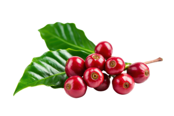 Fresh coffee cherries with vibrant red color and green leaves on a white background. transparent background.