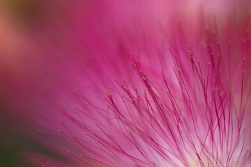 Obraz premium Pink powder puff bush flowers, close-up of powder puff bush flowers, close-up of pink pollen pistils, pink flowers, rod flowers, Calliandra brevipes