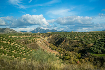 Naklejka premium Andalusian countryside olive groves and blue sky