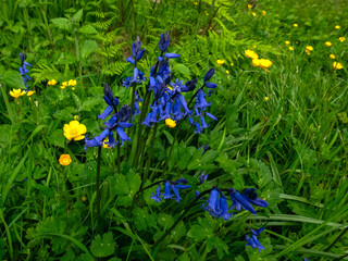 A vibrant display of yellow buttercups and blue bluebells interspersed amongst the green vegetation. Flowers appear wet.