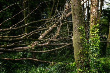 Obraz premium Fallen tree branches create a natural habitat in a lush green forest during peaceful daylight hours