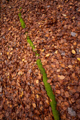 Brown autumn leaves on the floor of a beech forest.