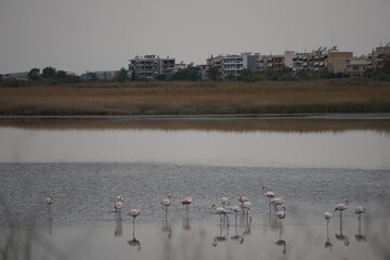 Flamingos at dusk in the Kalochori Lagoon in the Axios Delta National Park close to Thessaloniki in Greece in November