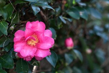 Obraz premium 冬の寒空に咲く