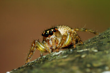 Close-up view of a striped jumping spider perched on foliage. Showcasing intricate patterns and reflective eyes, Wulai, New Taipei City.