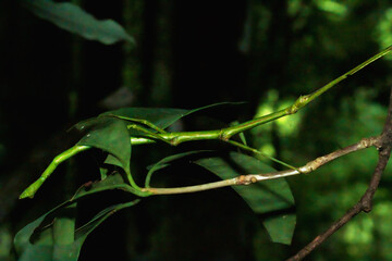 Detailed close-up of a camouflaged stick insect perched on a leaf. Natural Mimicry Exhibition, Wulai, New Taipei City.