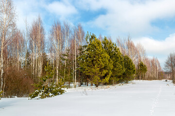 Beautiful winter landscape with white snow, blue sky and trees