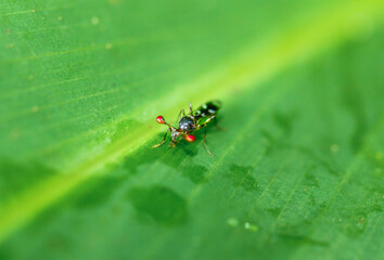 A close-up shot of a Teleopsis quadriguttata fly with distinctive red eye stalks on a vibrant green leaf. The fly's body is dark with a shiny texture. New Taipei City, Taiwan.