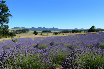 Obraz premium A vibrant lavender field with mountains in the background under a clear blue sky.