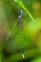 A close-up of a blue and black damselfly(Coeliccia cyanomeoias) perched on a green leaf. The damselfly has distinct blue and black markings on its body and wings. New Taipei City, Taiwan.