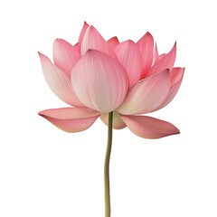 Pink Lotus Flower