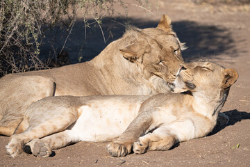 two lionesses cuddling up to each other and sharing a loving moment