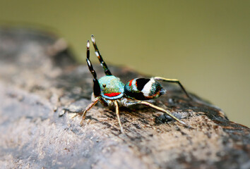 A close-up of a colorful Siler Cupreus spider on a mossy surface. The spider has vibrant blue and green hues with a distinctive pattern. New Taipei City, Taiwan.