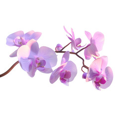 Delicate Orchid Branch