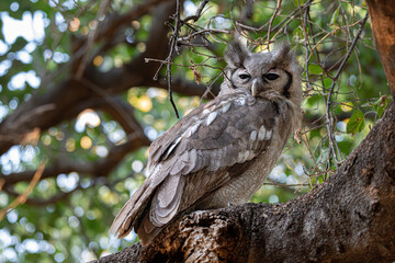Giant eagle owl sitting in a tree