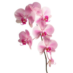 Pink Orchid Bouquet