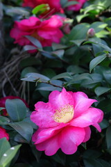 Naklejka premium 冬の寒空に咲く