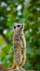 A vigilant meerkat standing on look-out at its enclosure at Folly Farm Zoo. Fully released for creative and commercial use. Copy space available within the frame. One of a full series of animals. 