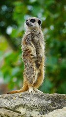 A vigilant meerkat standing on look-out at its enclosure at Folly Farm Zoo. Fully released for creative and commercial use. Copy space available within the frame. One of a full series of animals. 