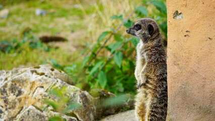 A vigilant meerkat standing on look-out at its enclosure at Folly Farm Zoo. Fully released for creative and commercial use. Copy space available within the frame. One of a full series of animals. 