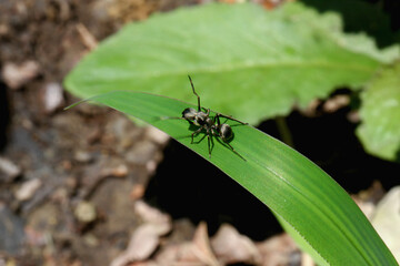 A close-up shot of an ant-mimicking spider (Toxeus magna) on a green leaf. The spider has a black body with developed mandibles, a broad cephalothorax, and a rounded abdomen. New Taipei City, Taiwan.