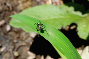 A close-up shot of an ant-mimicking spider (Toxeus magna) on a green leaf. The spider has a black body with developed mandibles, a broad cephalothorax, and a rounded abdomen. New Taipei City, Taiwan.