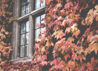 University College Fall Leaves