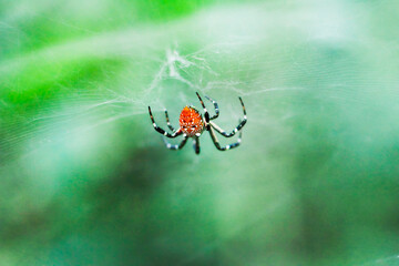 A close-up of a a red-spotted spider (Cyrtophora ikomosanensis) with a vibrant red abdomen and intricate patterns, suspended on its web. New Taipei City, Taiwan.