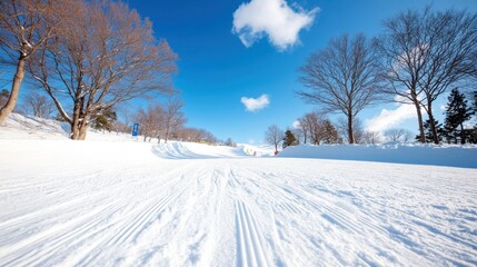 Fototapeta premium A snow-covered track beneath a clear blue sky forms a pathway lined by bare trees, creating an inviting scene of serene beauty and untouched, tranquil winter landscapes.