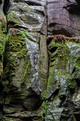 A stunning view of moss-covered rocks in the Adršpašské skály rock formations. The lush green moss contrasts with the rugged stone, creating a beautiful and natural landscape in the Czech countryside.