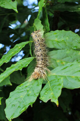 The photo shows a final instar caterpillar of the Large Grey Moth (Lebeda nobilis) on a green leaf. The caterpillar is grey-brown with a hairy body. New Taipei City, Taiwan.