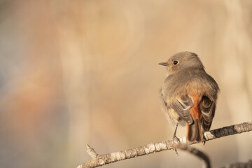 Colirrojo tizón en el bosque