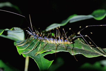 A yellow-brown centipede(Scutigeromorpha) with long legs on a green leaf. The centipede is one of the fastest-moving multi-legged creatures. New Taipei City, Taiwan.