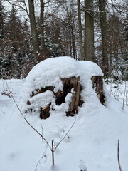 Tree trunk covered in snow